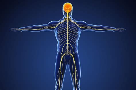 Système nerveux central définition maladies schéma