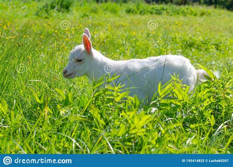 Small White Kid Baby Goat Graze In A Field Of Green Grass Bright