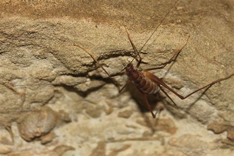 I use 50% vinegar and 50% water. Home Pest Control for Spider Crickets | Healthy Living ...
