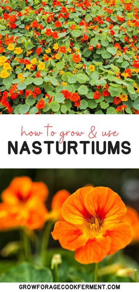 How To Grow And Use Nasturtiums In 2020 Nasturtium Edible Garden