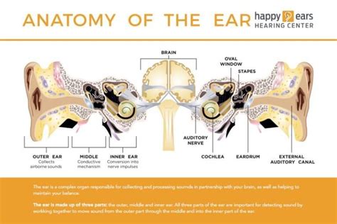 How The Ear Works Audiologist Happy Ears Hearing Center