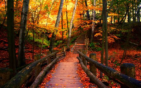 Bridge In Autumn Park