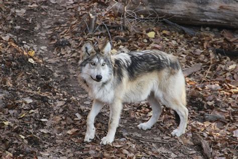 New Mexico Zoo Cares For Endangered Mexican Gray Wolves Ap News