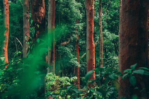 30 Fascinating And Fun Facts About The Amazon Rainforest Tons Of Facts