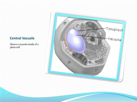 Ppt Central Vacuole Powerpoint Presentation Free Download Id3673018