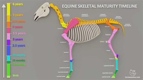 Equine Skeleton Maturity Stages Of Horse Skeletal Development Horse