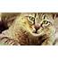 Animal Cat Desktop Background Pic  HD Wallpapers