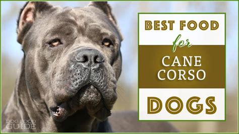 The Best Dog Food For Cane Corso January 2024 10 Brands Revealed