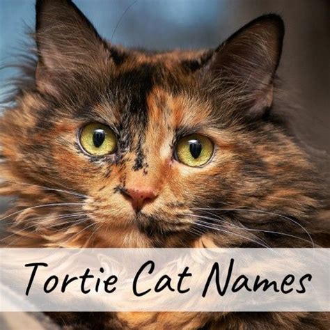 You might even recognize some of the names we choose in movies you know and love. 400+ Cat Names: Ideas for Male and Female Cats | Cat names ...