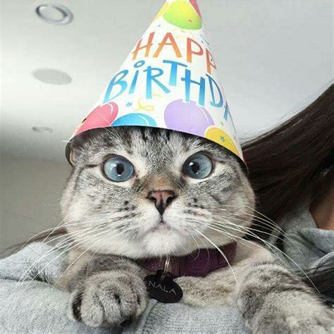 Pin By D Daloia On Prints Happy Birthday Cat Cat Birthday Funny Cat