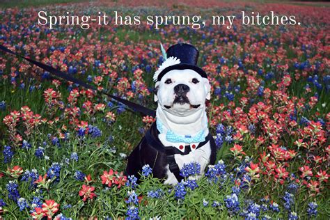 Maybe you would like to learn more about one of these? Ellis County Bluebonnet Trail-Ennis, Texas--Annual ...