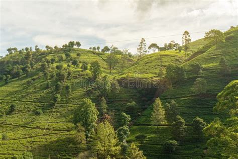 Tea Green Field Landscape Sri Lanka Nuwara Eliya Plantation Stock