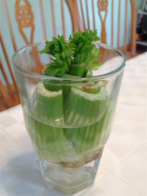 Growing My Own Celery From The Bottom Of The Stalk Growing Vegetables