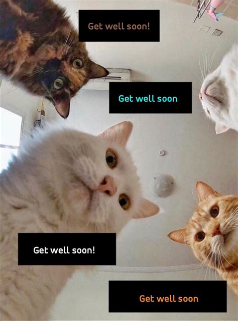 Get Well Soon Cat Memes Seartdesign