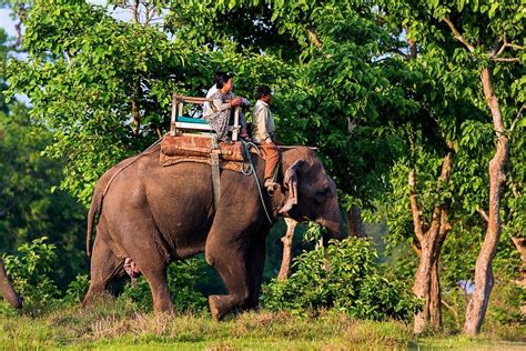 elephants riding safari chitwan nepal elephants riding safari