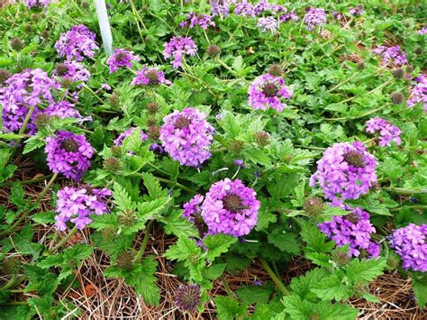 Homestead Purple Verbena Is A Louisiana Super Plant Lsu Agcenter