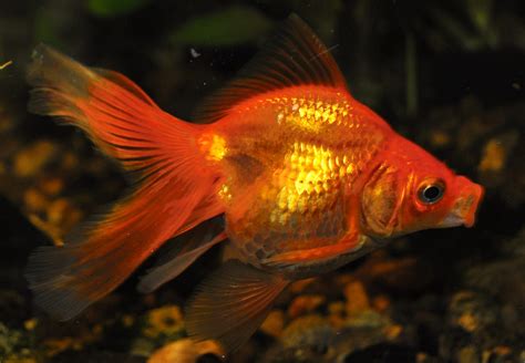 Types Of Goldfish For Aquariums And Ponds A Guide