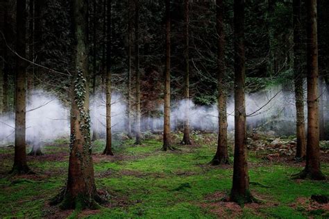 Nature Landscape Trees Forest Mist Moss Plants Hd Wallpaper
