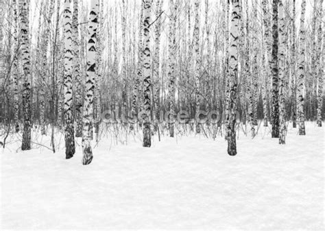 Birch Tree Winter Sun Wallpaper Wallsauce Nz