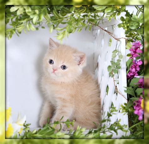 ** new munchkin cat owners please have a read** existing ones please add any of your findings. Exotic Short Hair Persian Kittens | Exotic Shorthair ...