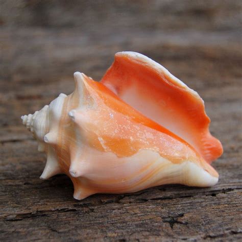 Download this stunning image conch shell clip art for absolutely free at flyclipart.com. Haitian Fighting Conch Shell 2.5 - 3" (2 pc) | Fighting ...