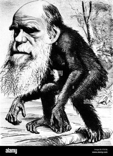Charles Darwin Como Un Mono 1871 Caricatura De La Revista Hornet Subtituladas Venerable Orang