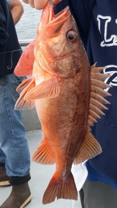 Caught Off Oxnard Southern California Offshore In 212 Feet Of Water
