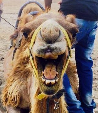 This could be the only one professional web page dedicated to explaining the meaning of camel (camel acronym/abbreviation/slang word). "What do you mean, no camels?'" | Jewish Cincinnati News