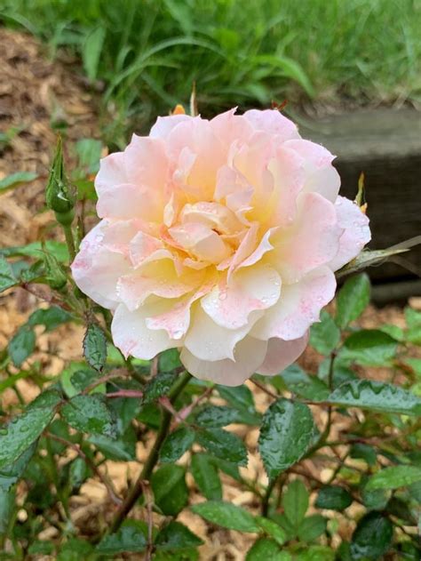 Stunning Rose Bloom This Morning Rgardening