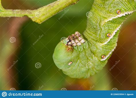 Tobacco Hornworm Eating Tomato Plant In Garden Stock Photo Image Of