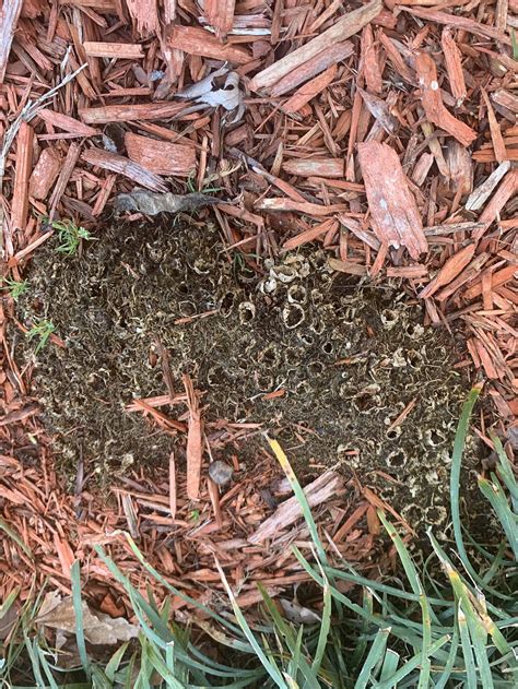 What Is This Brown Holes Thing Growing In The Mulch Some Type Of