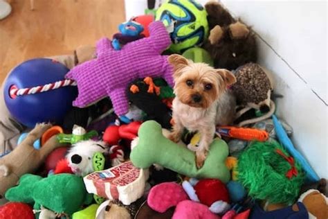 15 Best Interactive Dog Toys Toys To Keep Your Dog Busy