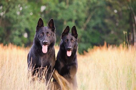 11 Fascinating Facts About The Black German Shepherd Your Dog Advisor