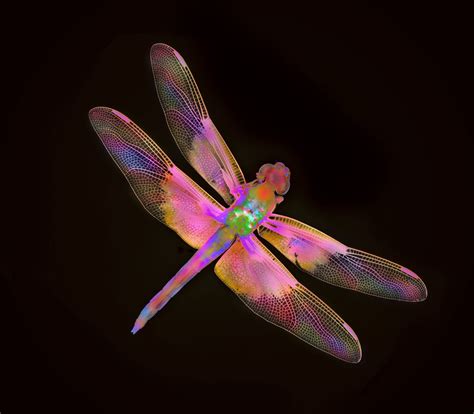 Pink Dragonfly Dragonflies Pinterest