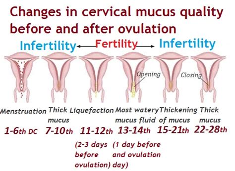 How Long Does Ovulation Discharge Last How To Determine Your Most