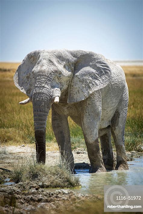 African Bush Elephant Loxodonta Africana Stock Photo