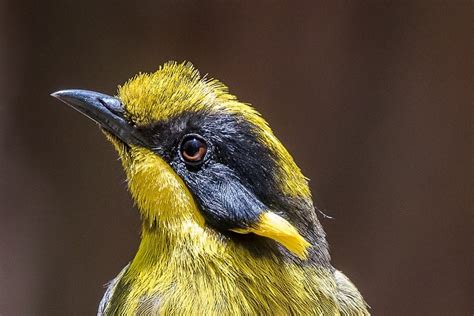 T4w Subscription For Friends Of The Helmeted Honeyeater Together For