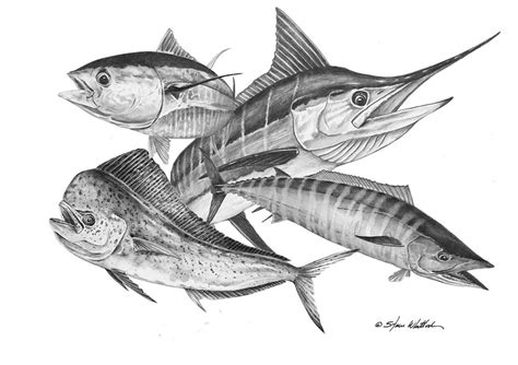 Pencil Art Offshore Slam Steve Whitlock Game Fish Art Steve