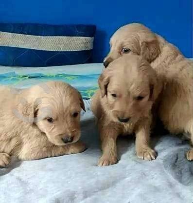 Golden Retriever Macho REBAJAS Septiembre Clasf