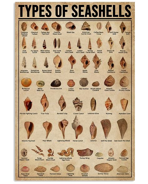 Types Of Seashells