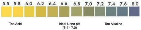 Normal, fresh urine is pale to dark yellow or amber in color and clear. PH Testing For Vibrant Health, and Pain-Free Living