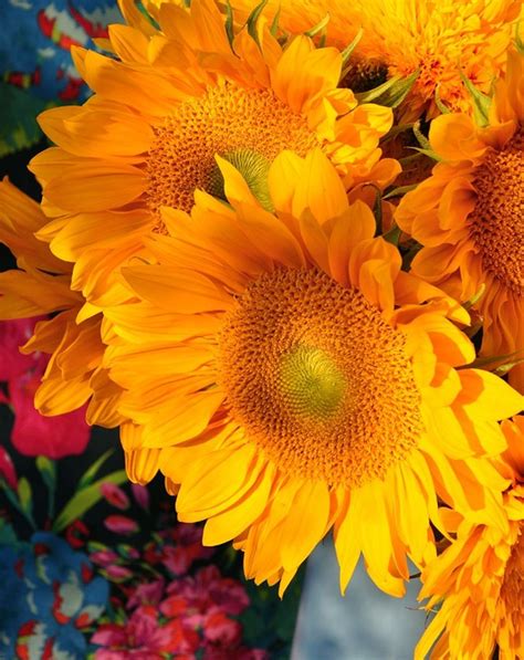 Gorgeous 29 Stunning Sunflower Garden Ideas