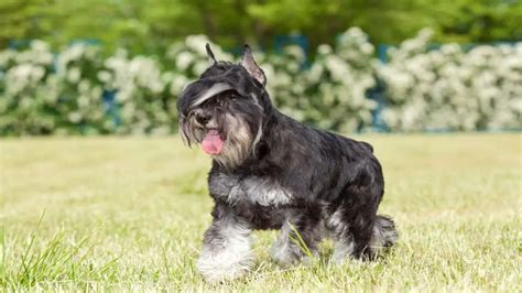 Miniature Schnauzer Cropped Ears The Ultimate Guideline