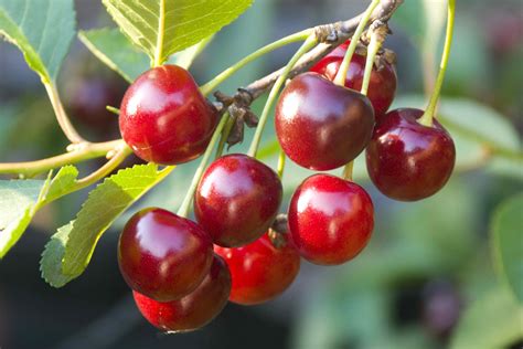 Cherry Fruit Tree In The Philippines Fruit Trees