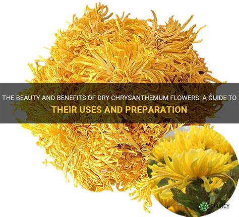The Beauty And Benefits Of Dry Chrysanthemum Flowers A Guide To Their