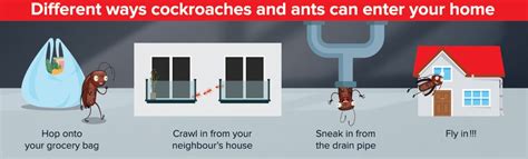 How To Prevent Cockroaches Rentokil Pest Control Malaysia