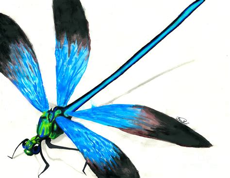 Dragonfly Drawings Art