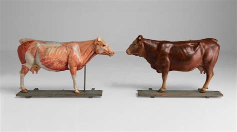 Anatomical Model Of A Cow Obsolete