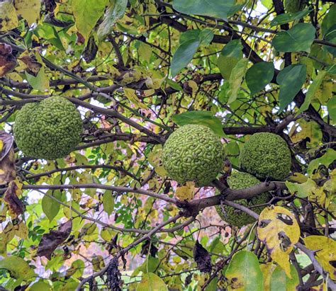 My Osage Orange Trees The Martha Stewart Blog