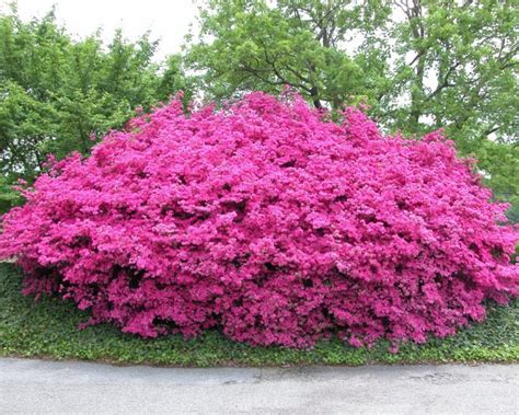 Some of the smaller varieties of bushes or shrubs with deep roots offer unusual foliage, textures, flowers or berries. Names Of Red Flowering Shrubs